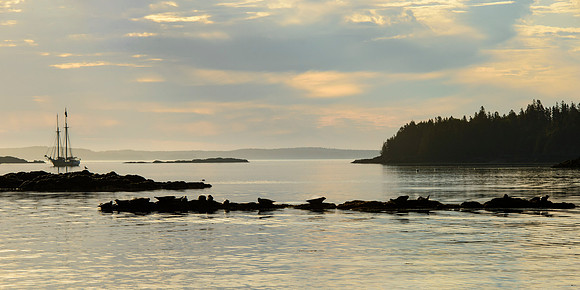 Steaming Seals